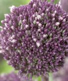 Allium "Summer Drummer"