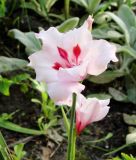 Gladiolus carneus "Painted Lady" - Fleischrosa Gladiole