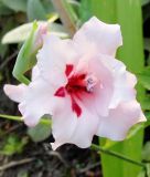 Gladiolus carneus 