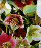 Helleborus orientalis "Neueste Hybriden Mischung" - Lenzrose