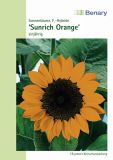 Helianthus annuus "Sunrich Orange F1" - Sonnenblume