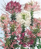 Cleome spinosa "Knigin Farbenmischung" - Spinnenblume