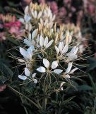 Cleome spinosa "Helen Campbell" - Spinnenblume