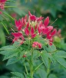 Cleome spinosa "Kirschknigin" - Spinnenblume