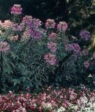 Cleome spinosa "Violettknigin" - Spinnenblume