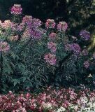 Cleome spinosa "Violettkönigin" - Spinnenblume