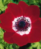 Anemone coronaria "Hollandia" - Kronenanemone