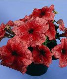 Petunia grandiflora "Daddy F1 Red" - Petunie