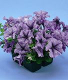 Petunia grandiflora "Daddy F1 Blue" - Petunie