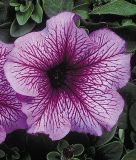 Petunia grandiflora "Daddy F1 Sugar" - Petunie