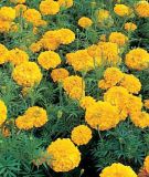 Tagetes erecta "Gold Coins F1 Gold" - Studentenblume