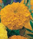 Tagetes erecta "Gold Coins F1 Orange" - Studentenblume