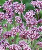 Verbena bonariensis - Argentinisches Eisenkraut