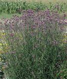 Verbena bonariensis - Argentinisches Eisenkraut