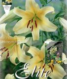 Lilium "Honeymoon" - Baumlilie