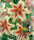 Lilium "Lavon" - Baumlilie