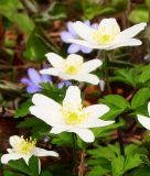 Anemone nemorosa - Busch-Windrschen
