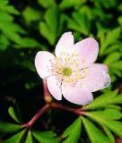 Anemone nemorosa - Busch-Windrschen