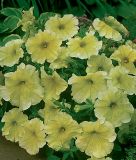 Petunia grandiflora "Parade F1 Yellow Sunshine" - Petunie