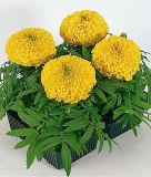 Tagetes erecta "Antigua F1 Yellow" - Studentenblume