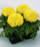 Tagetes erecta "Antigua F1 Primrose" - Studentenblume