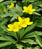 Anemone ranunculoides - Gelbes Windrschen