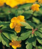 Anemone ranunculoides - Gelbes Windrschen