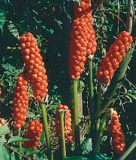 Arum italicum - Geaderter Aronstab