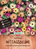 Dorotheanthus bellidiformis "Rabattenstolz" - Mittagsblume