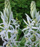 Camassia cusickii - Gewhnliche Prrielilie / Prriekerze