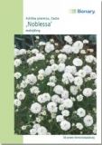 Achillea ptarmica "Noblessa" - Schafgarbe, Bertramsgarbe