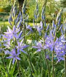 Camassia leichtlinii "Caerulea" - Leichtlins Prrielilie / Prriekerze