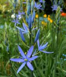 Camassia leichtlinii 