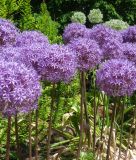 Allium "Pinball Wizard" - Zierlauch