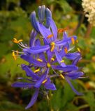 Camassia quamash (esculenta) - Essbare Prrielilie / Prriekerze