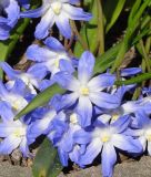 Chionodoxa forbesii "Blue Giant" - Groer Schneeglanz