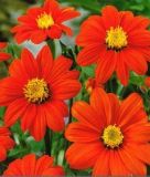 Tithonia rotundifolia "Torch" - Mexikanische Sonnenblume