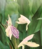 Roscoea x beesiana (Schein- oder Ingwerorchidee)