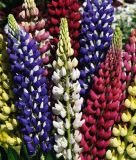 Lupinus polyphyllus  