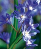 Chionodoxa sardensis - Dunkler Schneeglanz