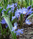 Chionodoxa sardensis - Dunkler Schneeglanz