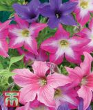 Petunia x hybrida "Sparklers" - Petunie
