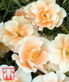 Eschscholzia californica "Peach Sorbet" - Kalifornischer Mohn