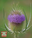 Dipsacus sativus - Wilde Karde