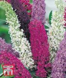 Buddleia davidii "Mischung" - Sommerflieder