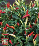 Peperoni "Basket of Fire F1" - Capsicum frutescens