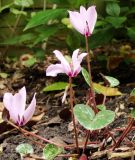 Cyclamen cilicicum - Anatolien-Alpenveilchen