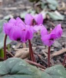 Cyclamen coum ssp. coum - Frhlings-Alpenveilchen