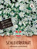 Gypsophila elegans - Schleierkraut