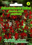 Salvia coccinea - Blutsalbei, Scharlachroter Salbei